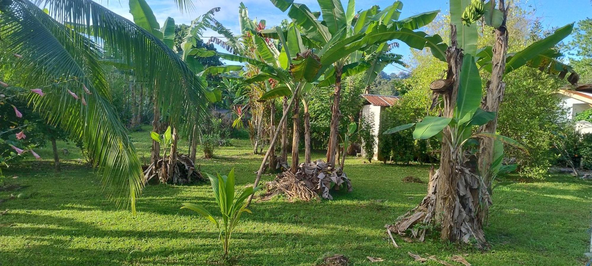 Cabinas Los Tucanes Cahuita Exterior foto
